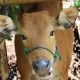 sapi-bali-artikel-480
